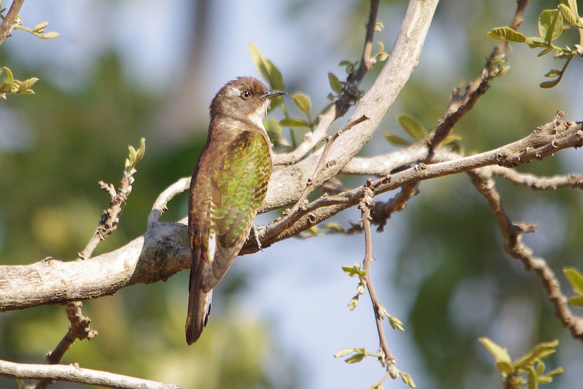 Klaas's Cuckoo - ML315609741