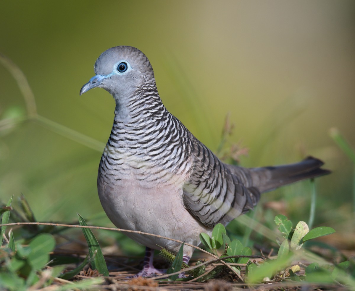 Peaceful Dove - Nik Mulconray
