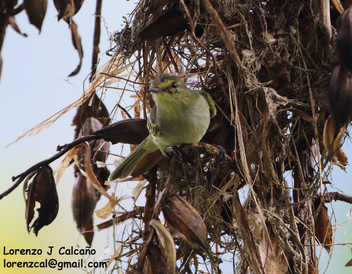 Golden-faced Tyrannulet - ML315609971