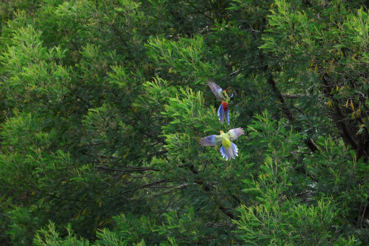 Crimson Rosella - ML315612291