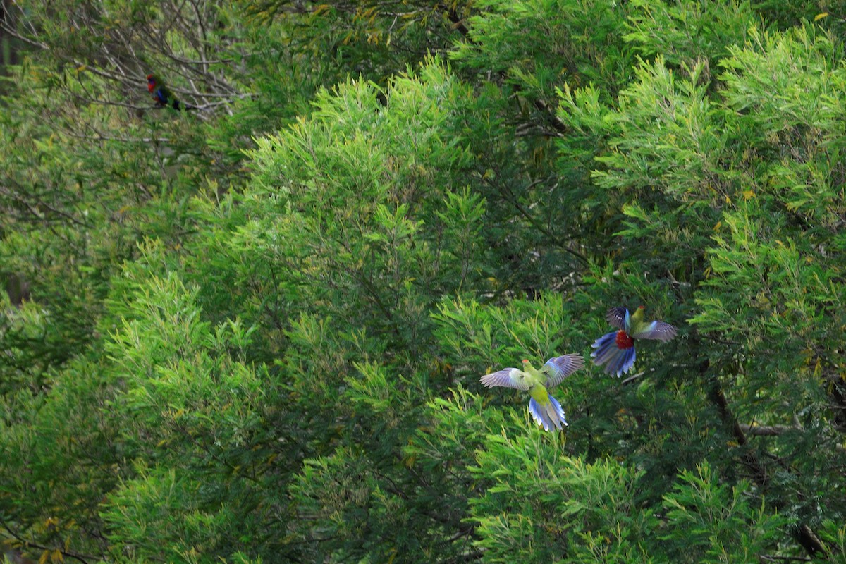 Crimson Rosella - ML315612321