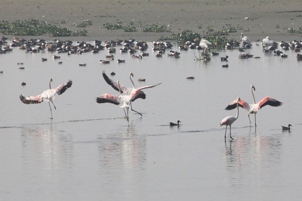 rosenflamingo - ML315615911