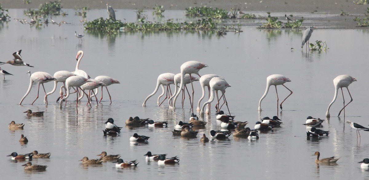 rosenflamingo - ML315615991