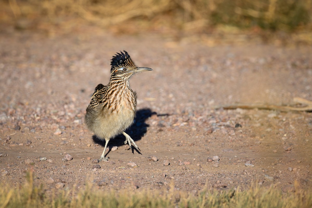 Greater Roadrunner - Daniel Grossi