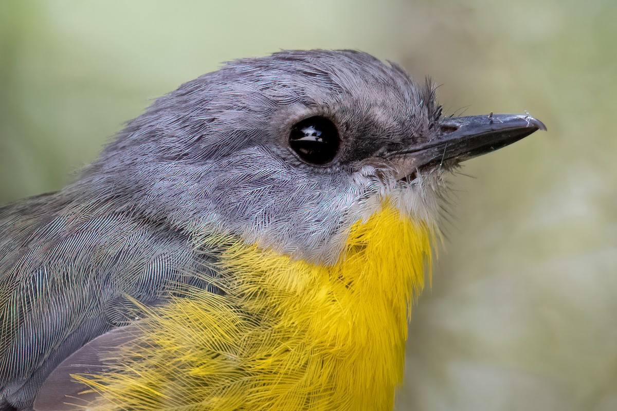 Eastern Yellow Robin - ML315617261