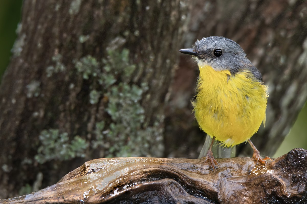 Eastern Yellow Robin - ML315617291