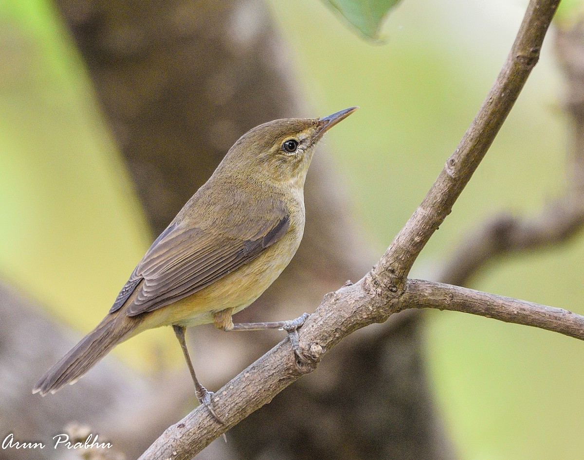 Blyth's Reed Warbler - ML315617581