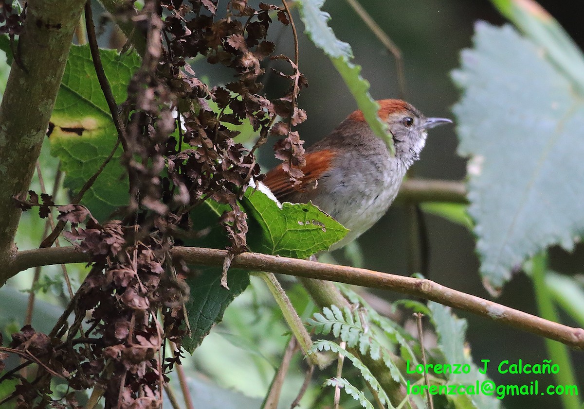 Pale-breasted Spinetail - ML315618351
