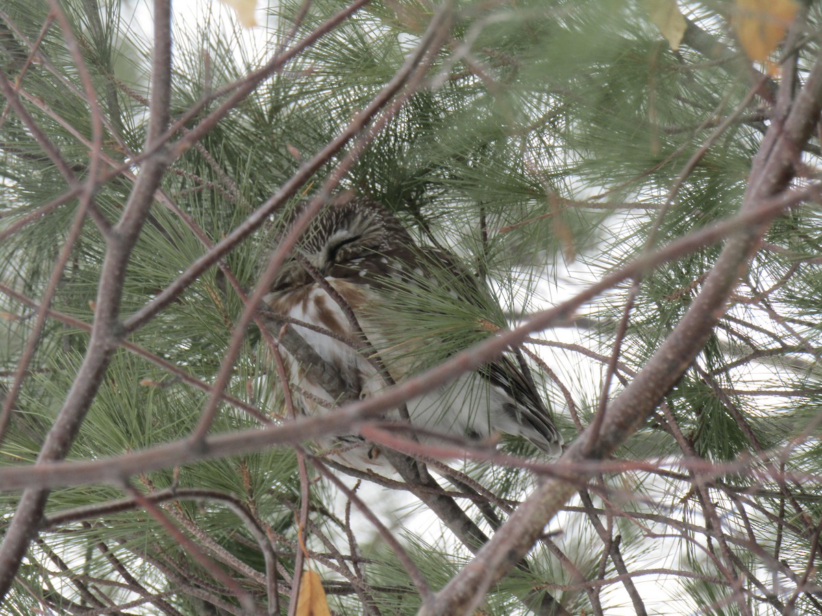 Northern Saw-whet Owl - ML315618581