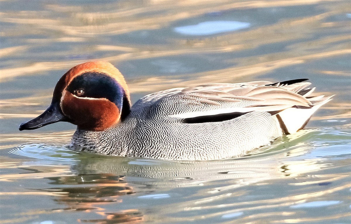 Green-winged Teal - ML315618871