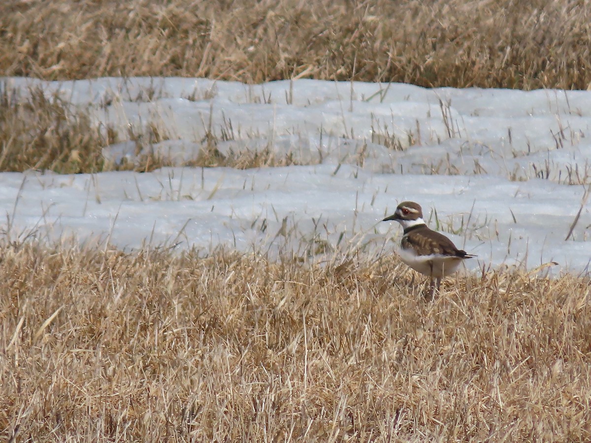 Killdeer - ML315620341