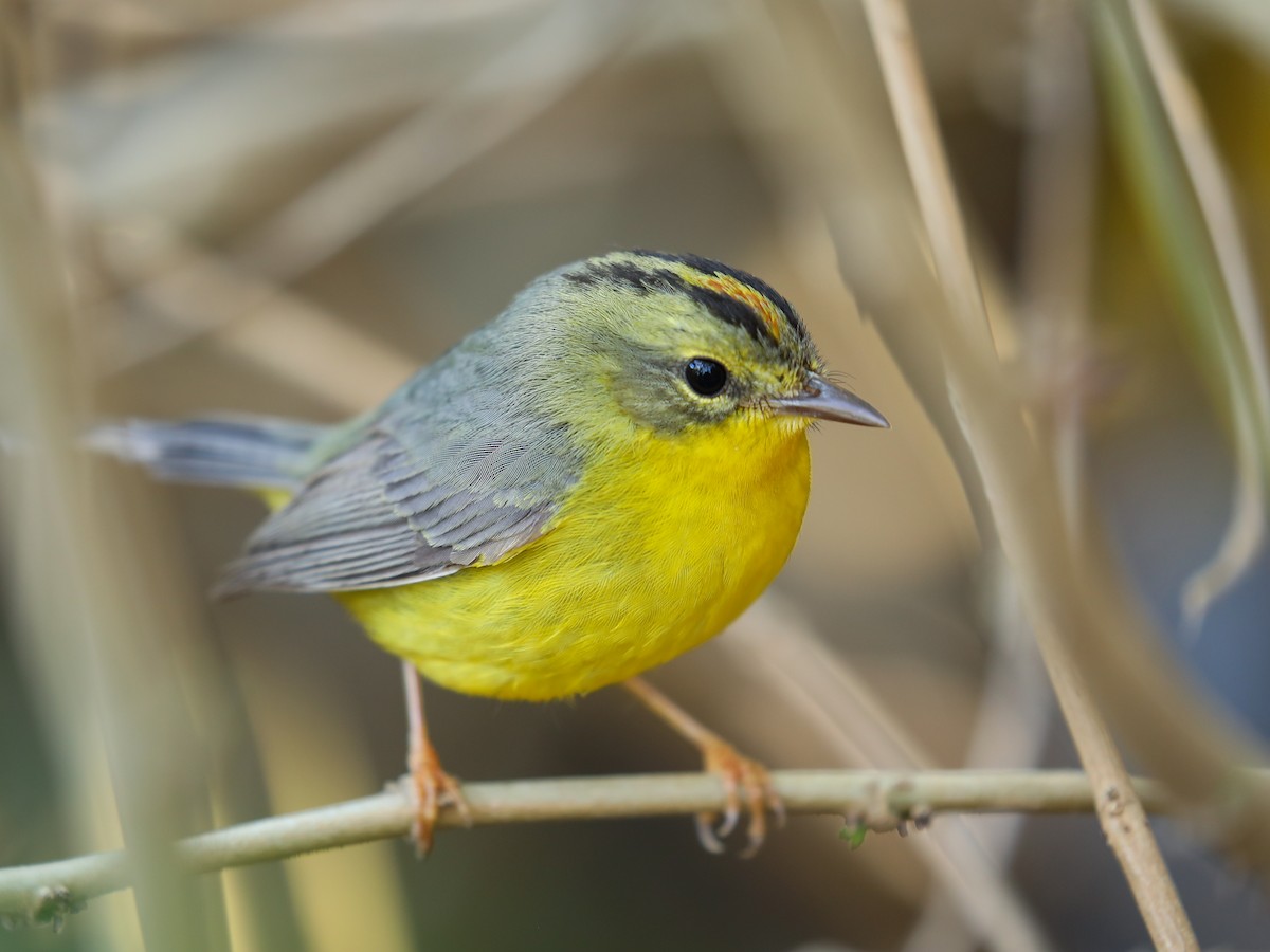Golden-crowned Warbler - ML315622221