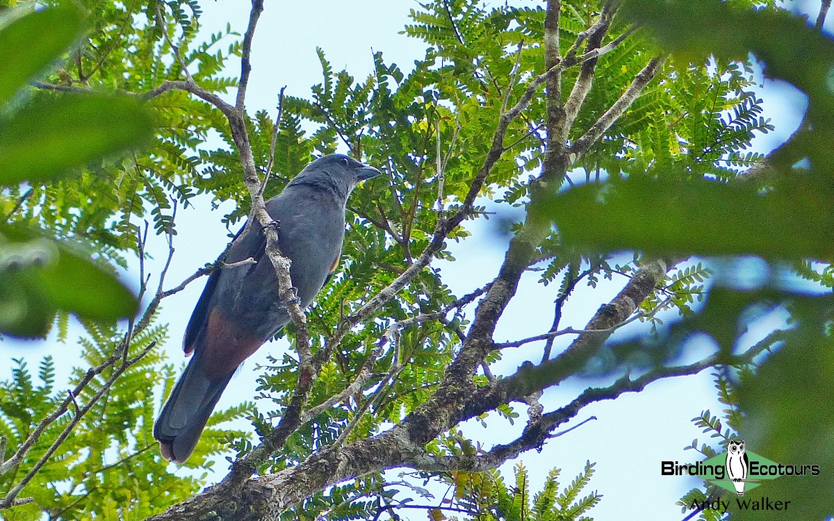 New Caledonian Cuckooshrike - Andy Walker - Birding Ecotours