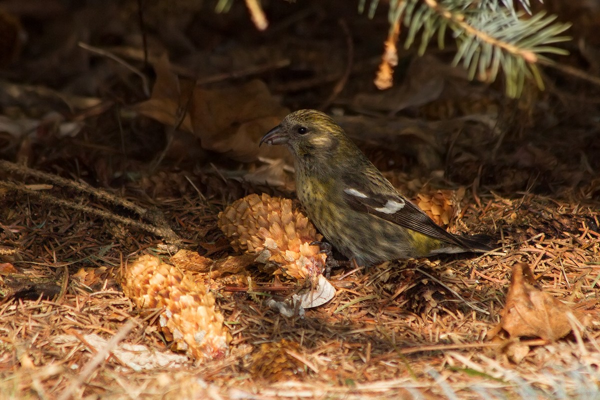 White-winged Crossbill - ML315622991