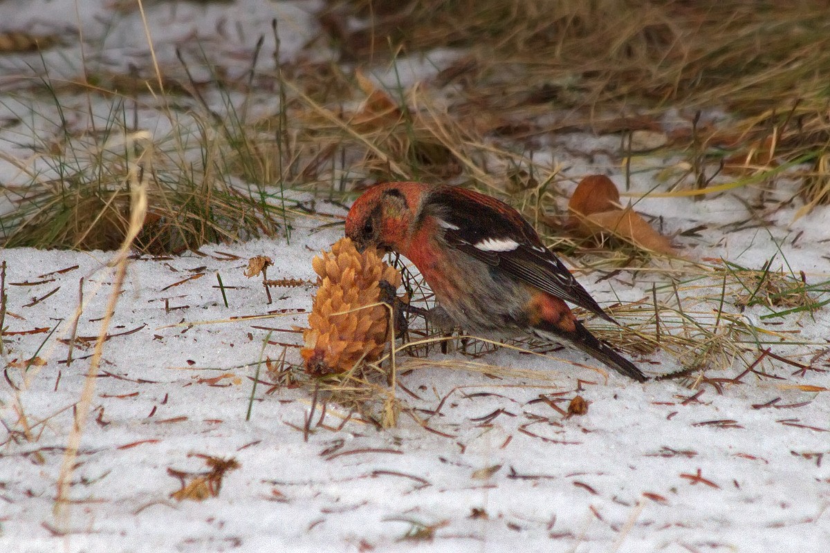 White-winged Crossbill - ML315623001