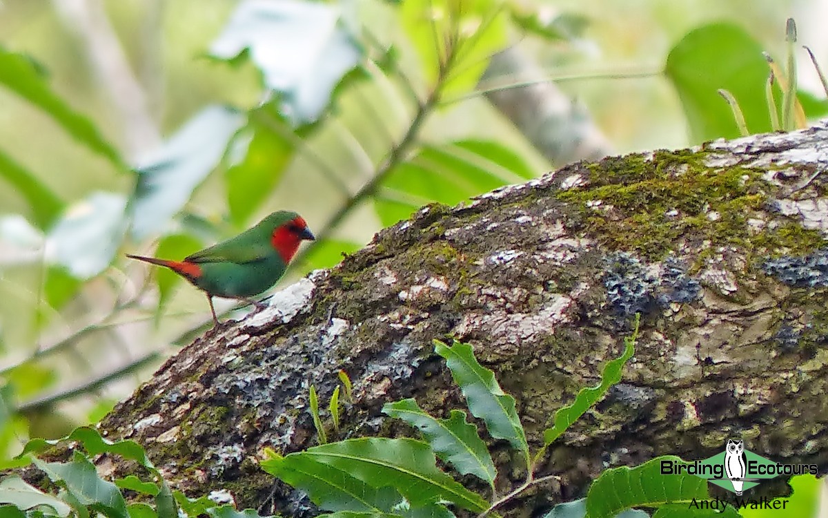 Red-throated Parrotfinch - ML315624261