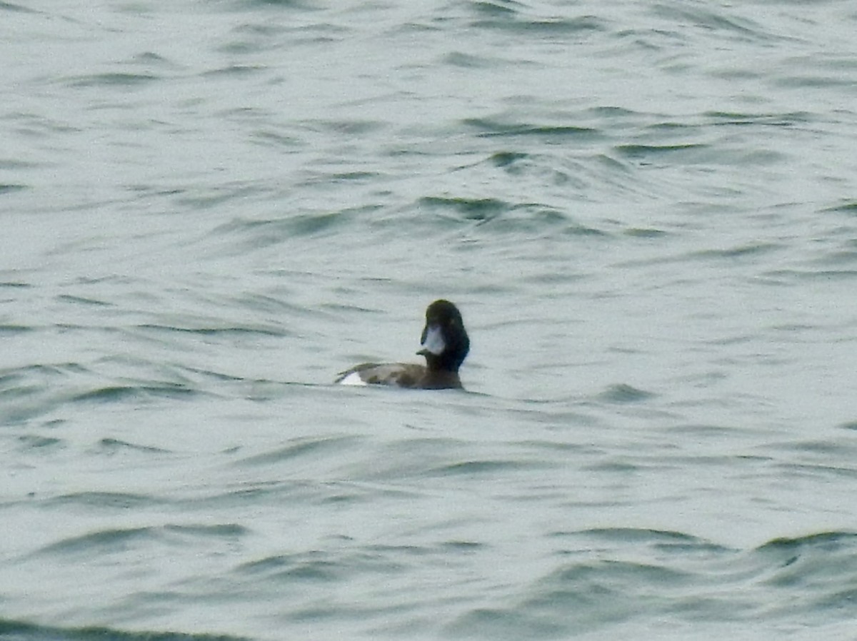 Greater Scaup - ML315624901
