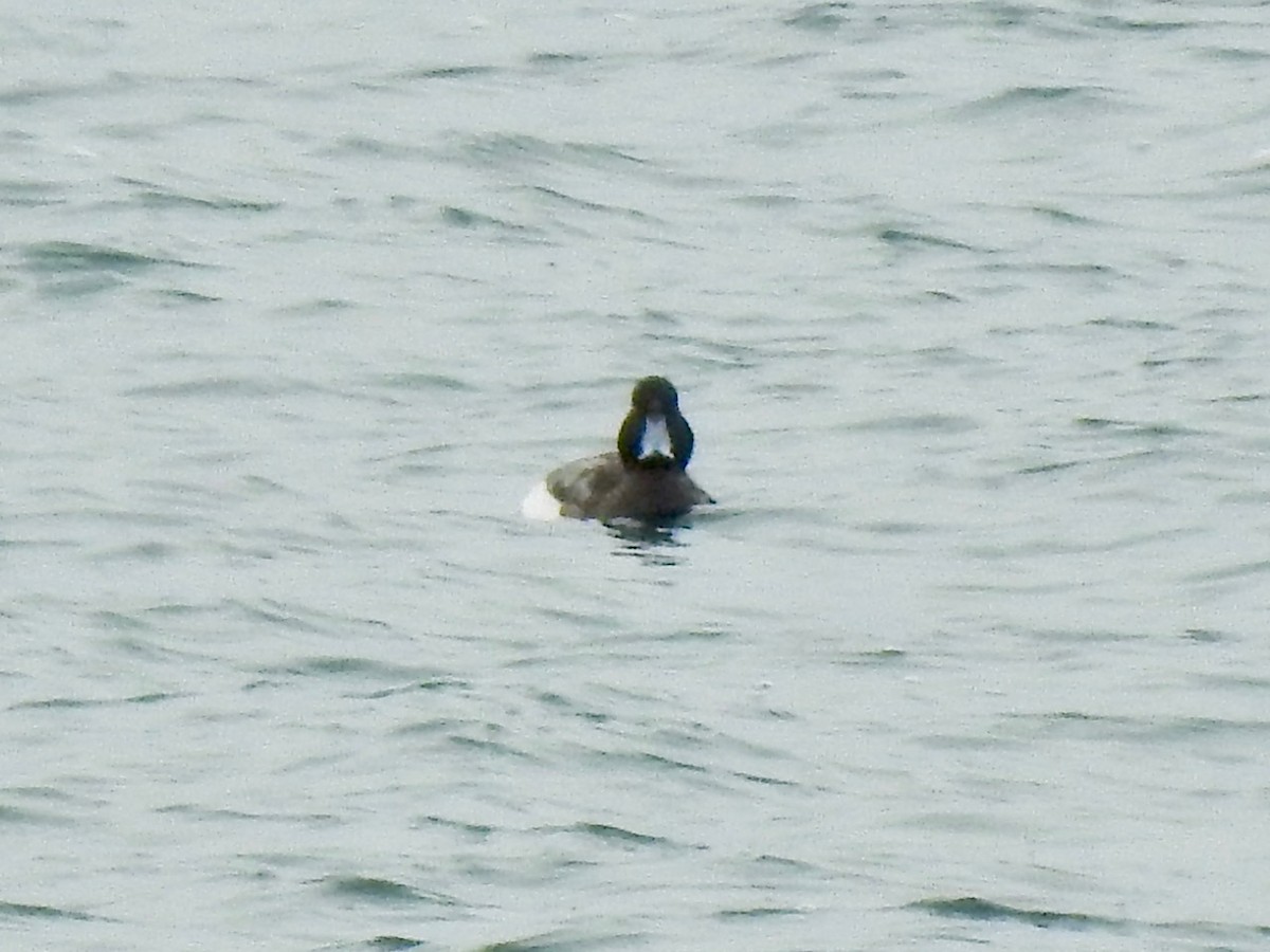Greater Scaup - ML315624921