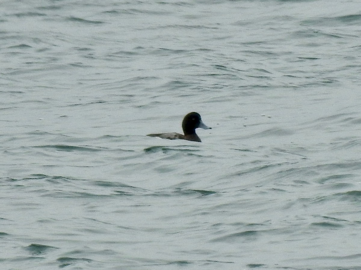 Greater Scaup - ML315624941