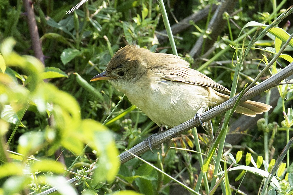 Thick-billed Warbler - ML315625141