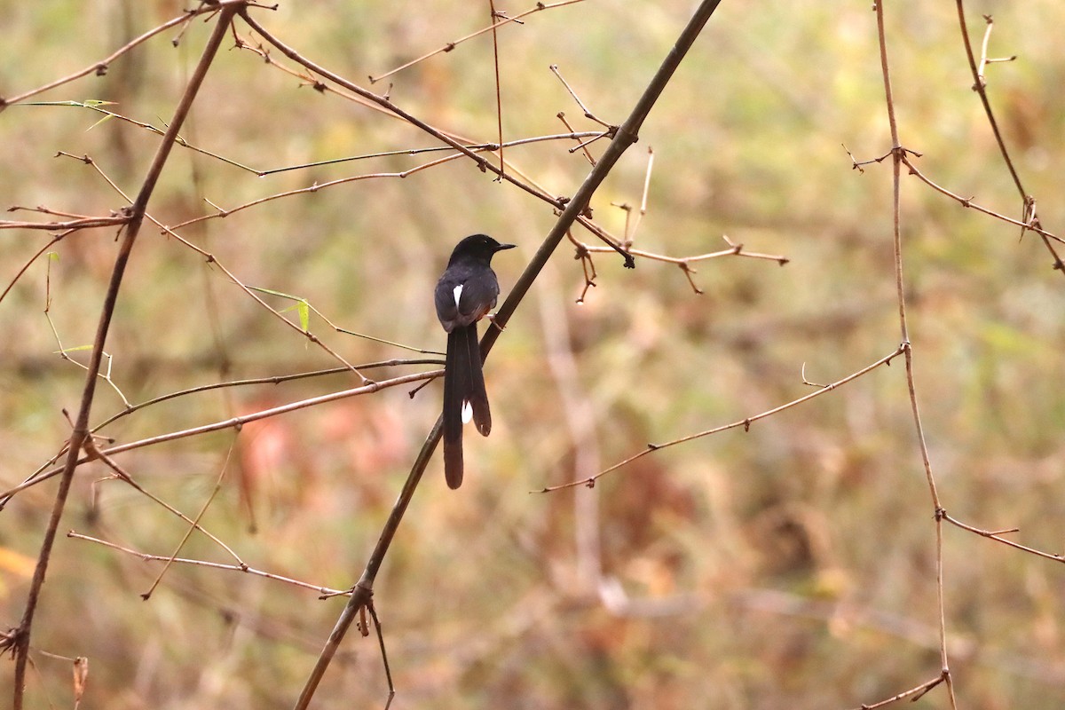 White-rumped Shama - Novelkumar M S