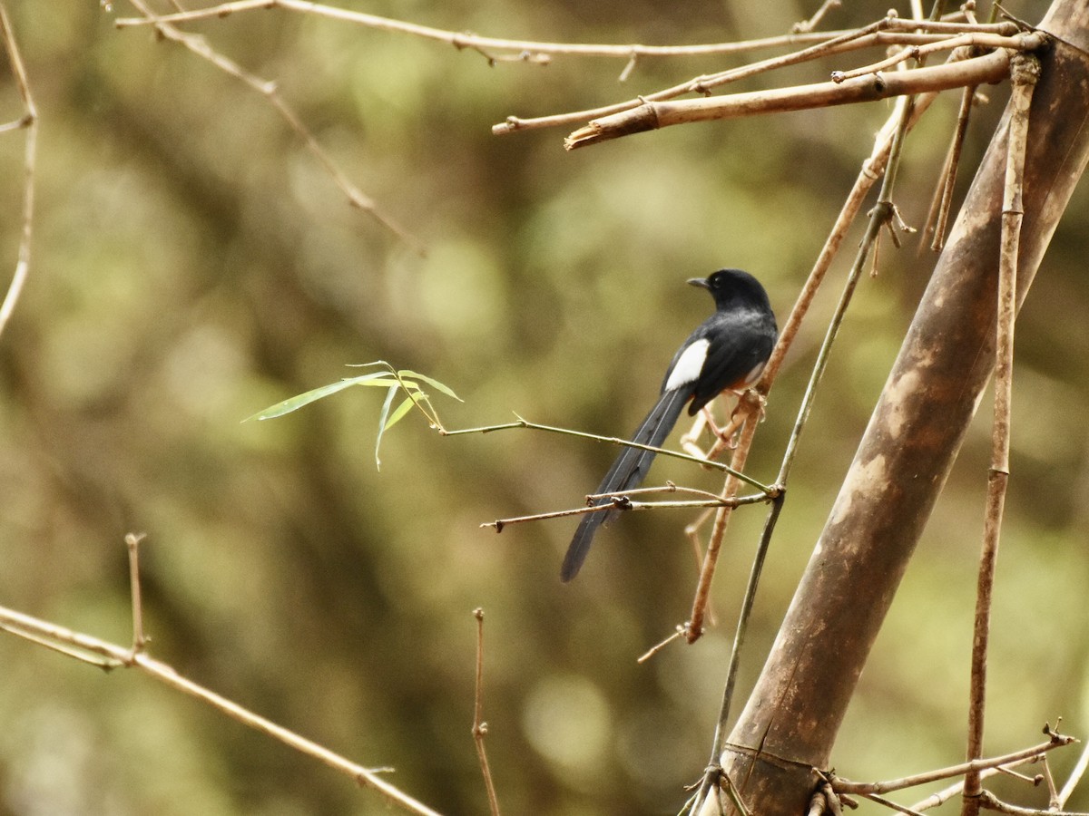 White-rumped Shama - Sabarish  D