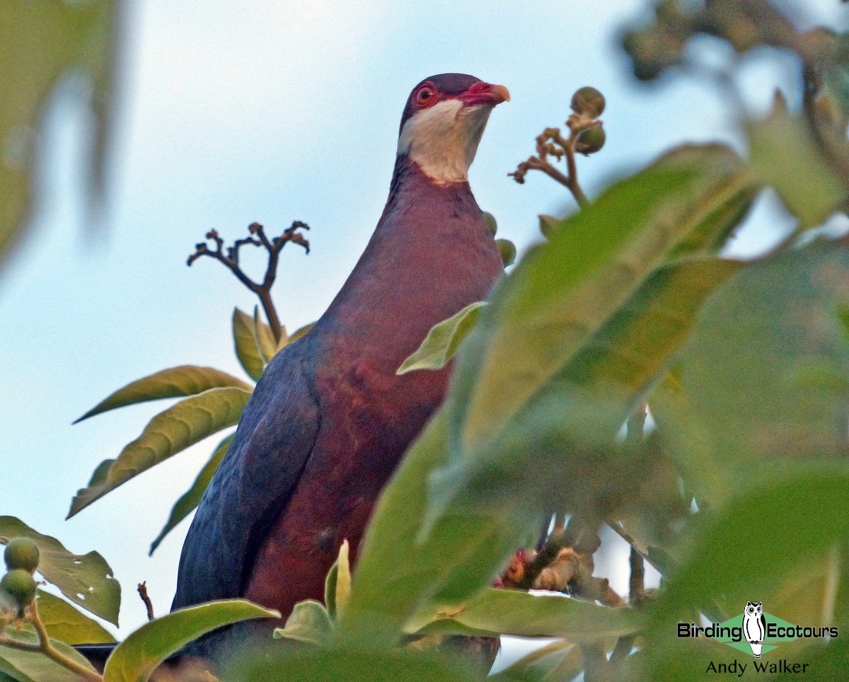 Metallic Pigeon - ML315626101