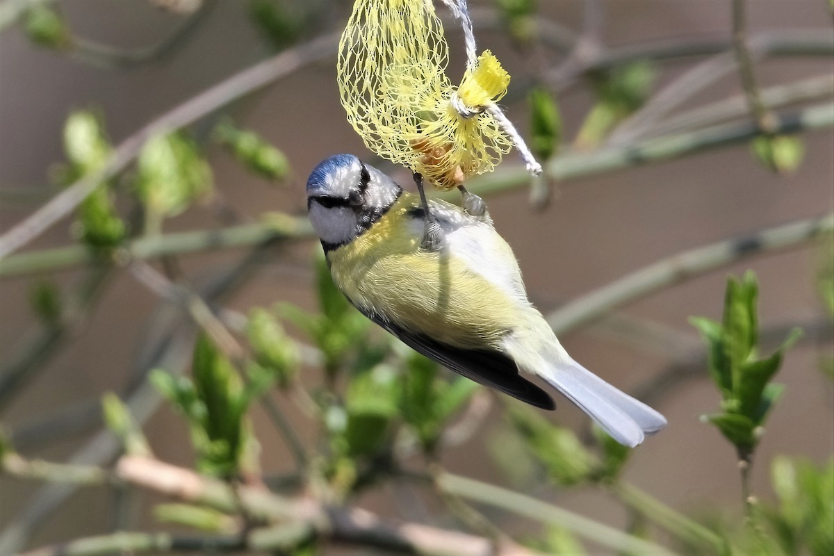 Eurasian Blue Tit - ML315626451