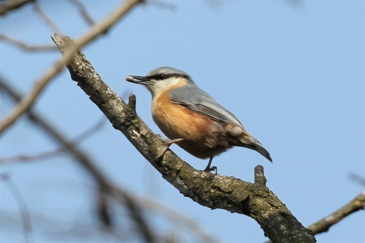 Eurasian Nuthatch - ML315626551