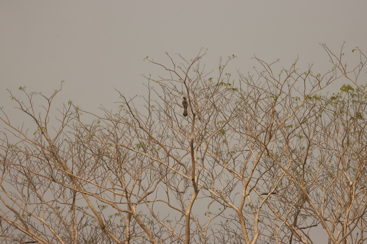 Indian Gray Hornbill - Novelkumar M S