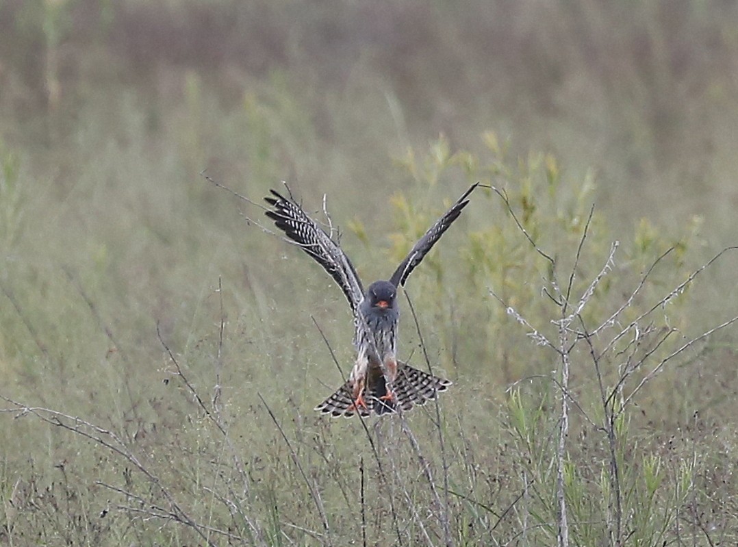 Amur Falcon - ML315628921