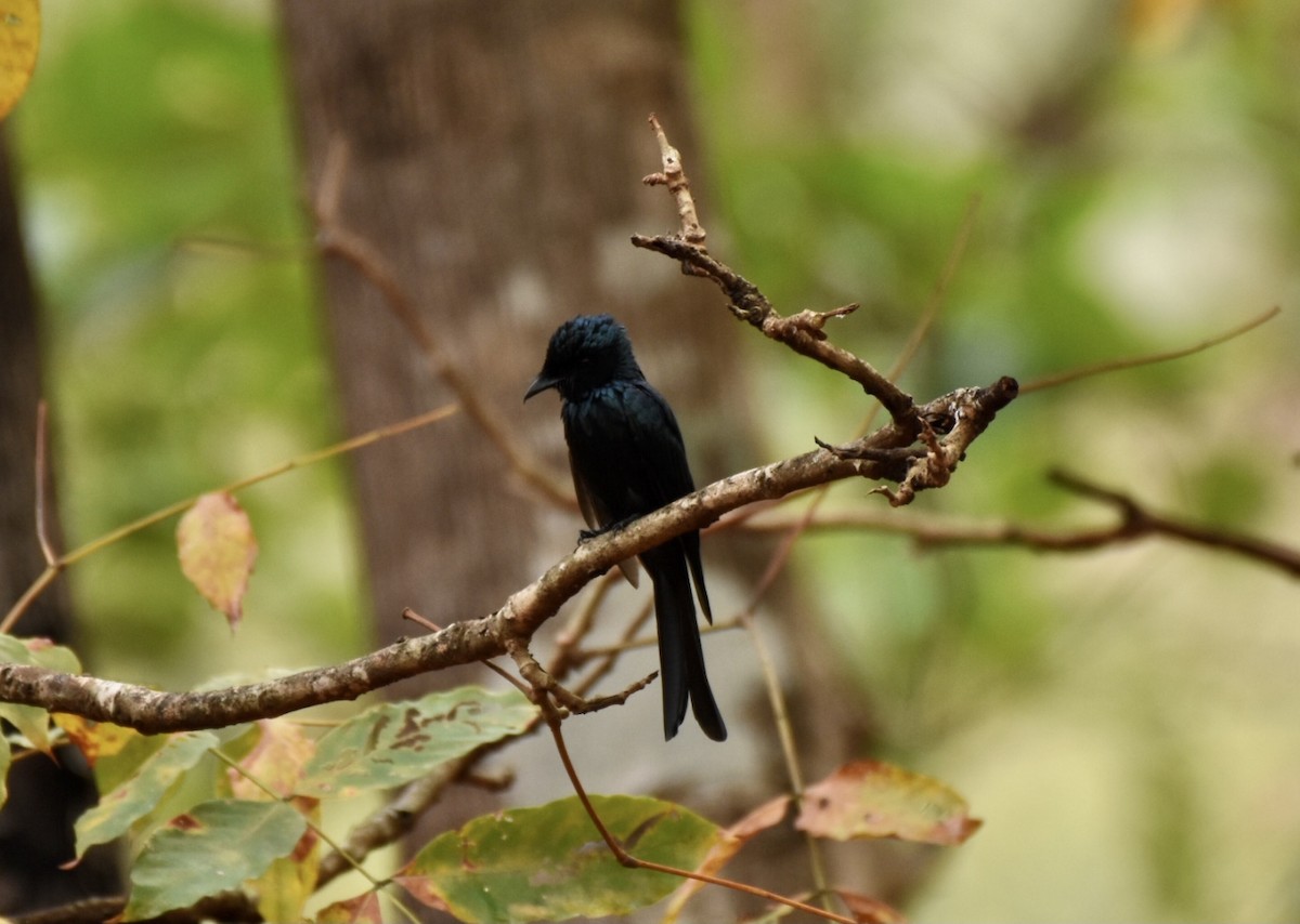 Bronzed Drongo - Sabarish  D