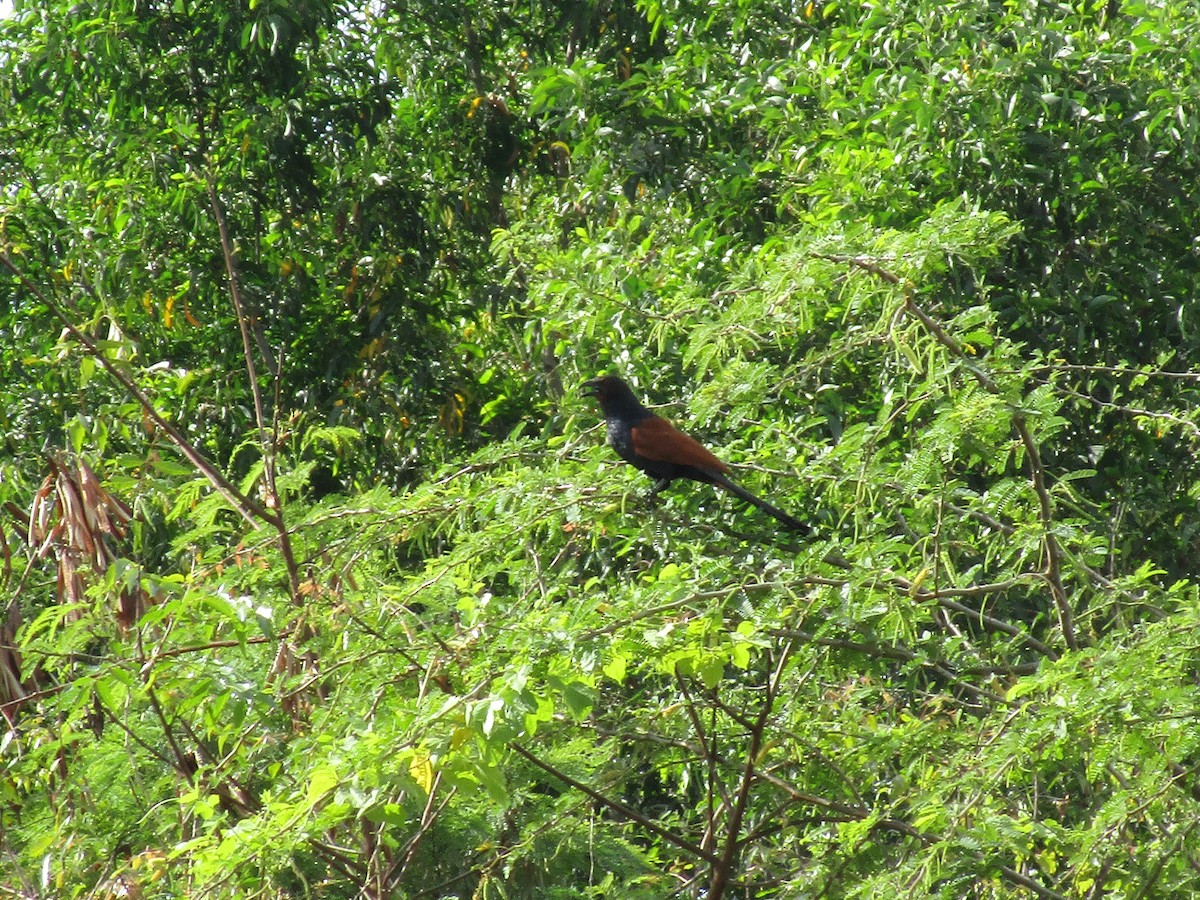 Greater Coucal - ML315630651
