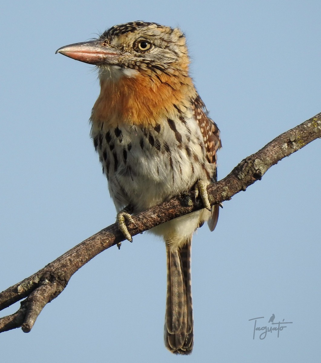 Spot-backed Puffbird - ML315630661