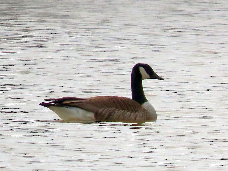 Barnacla Canadiense Grande - ML315630771