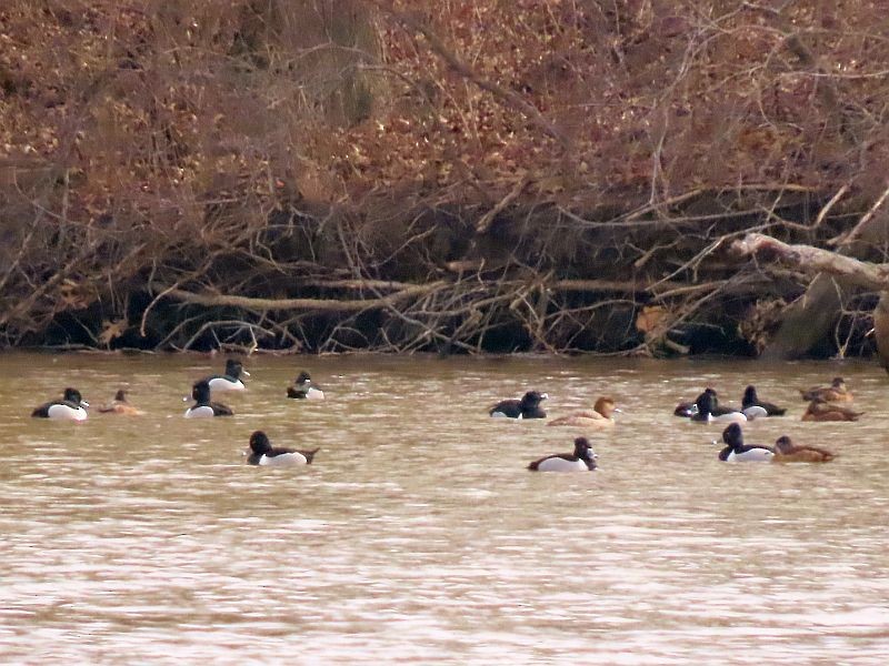 Ring-necked Duck - ML315630811