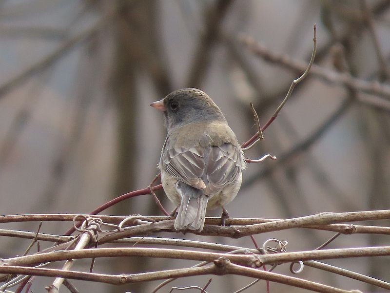 Dark-eyed Junco - ML315630861