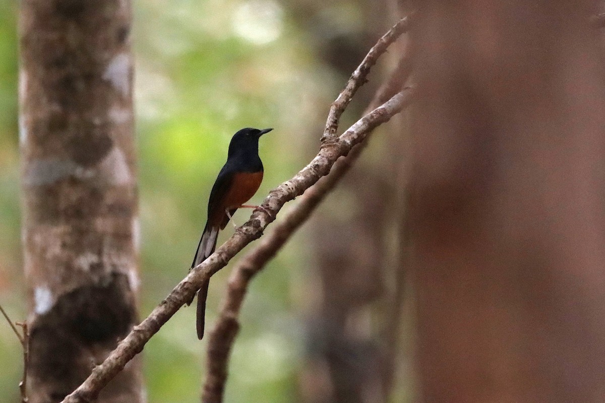 White-rumped Shama - ML315630991