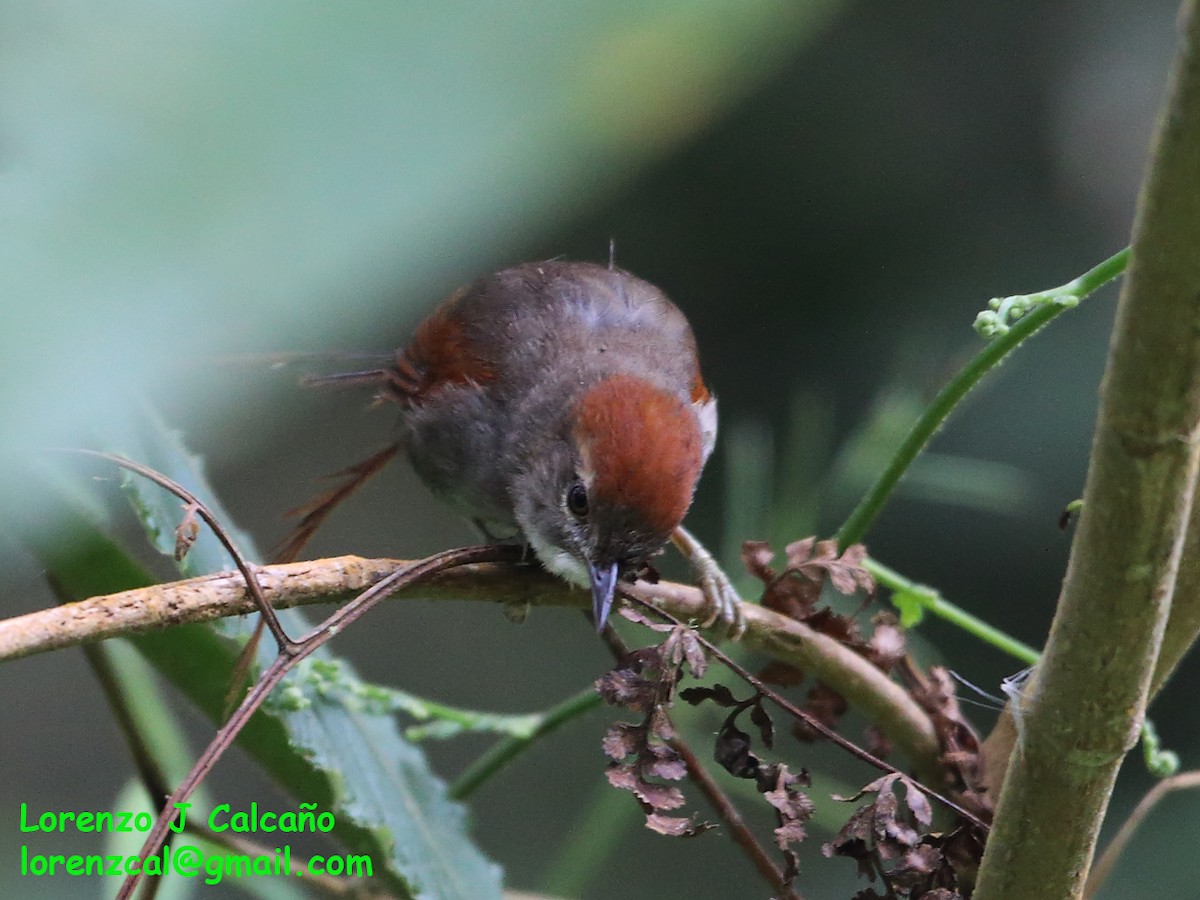 Pale-breasted Spinetail - ML315631221