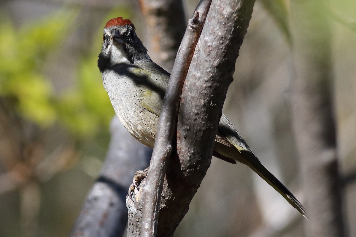 Green-tailed Towhee - ML315631391