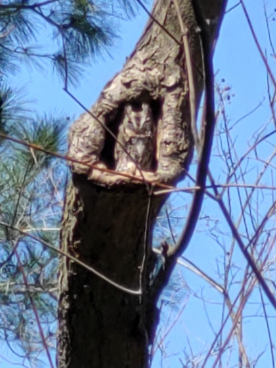 Eastern Screech-Owl - ML315631591