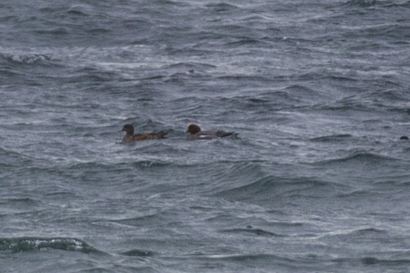 Eurasian Wigeon - ML315632171