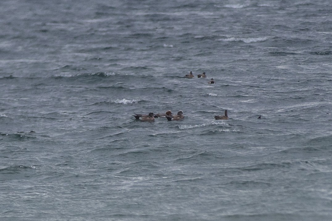 Eurasian Wigeon - ML315632191