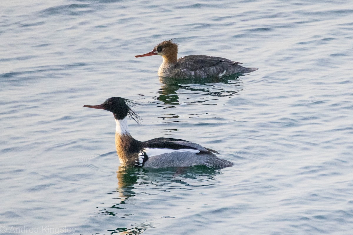 Red-breasted Merganser - ML315633451