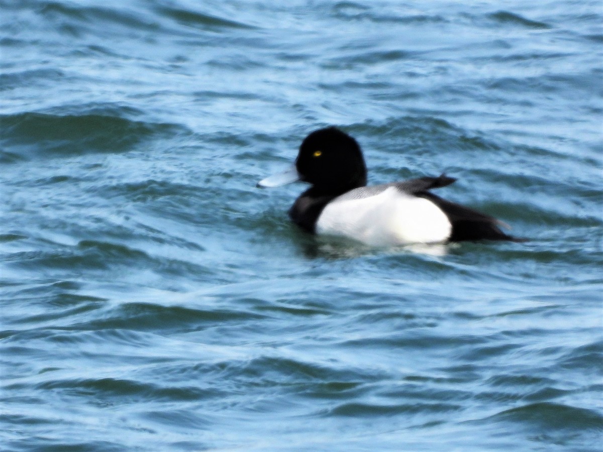 Greater Scaup - ML315634621