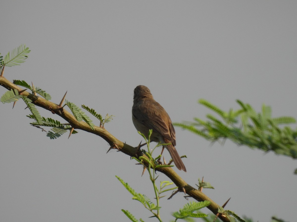 Sykes's Warbler - ML315634941