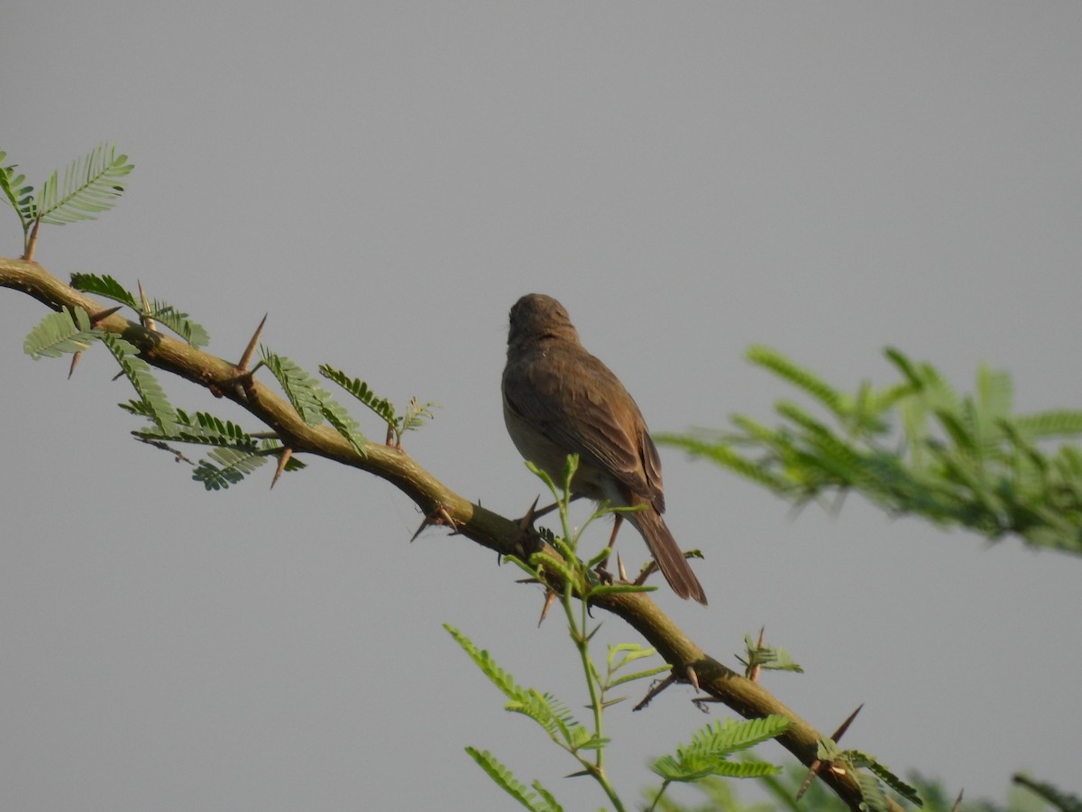 Sykes's Warbler - ML315634971