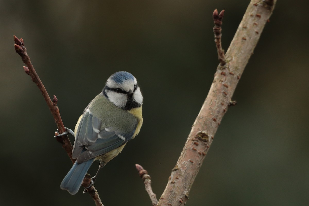 Eurasian Blue Tit - Letty Roedolf Groenenboom