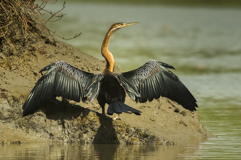 African Darter - ML315638061