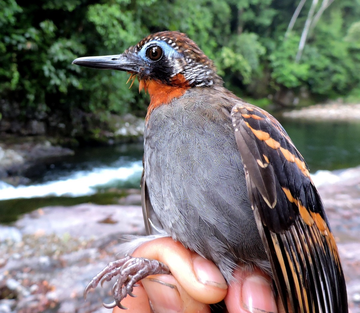 Wing-banded Antbird - ML31564071